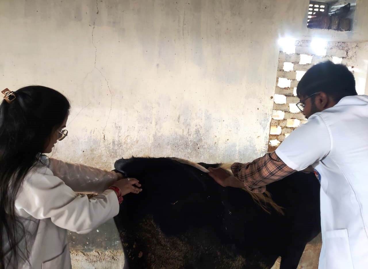 Free Animal Treatment Done at GOVINDGARH GAUSHALA CHOMU